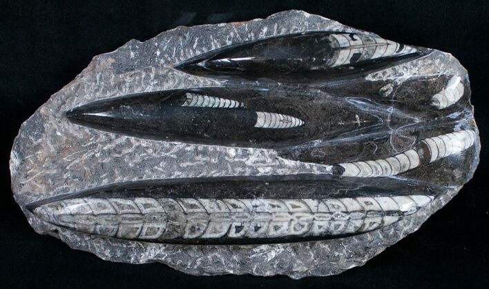 Polished Orthoceras (Cephalopod) Plate - #9754